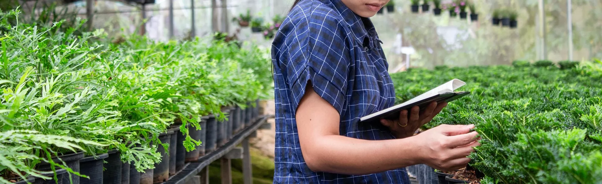 A person holding a notebook and inspecting plants in a greenhouse.